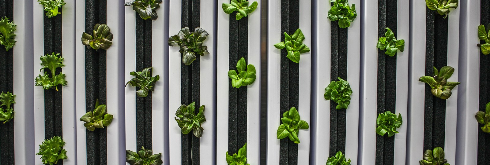 Cubegreens_3_FOTO.Joakim Säll.JPG Dekorativ bild